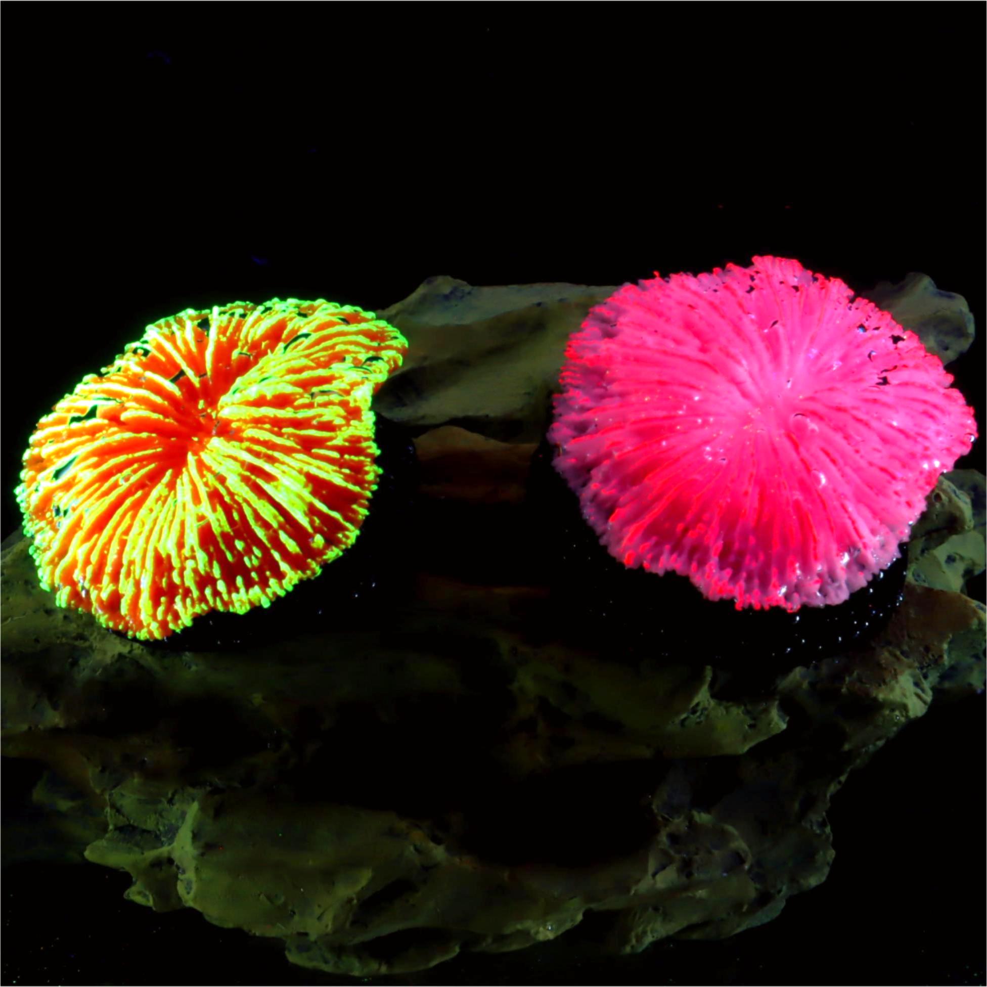 Aquarium Plant Live - 1 Piece Aquarium Decoration Saw Coral,