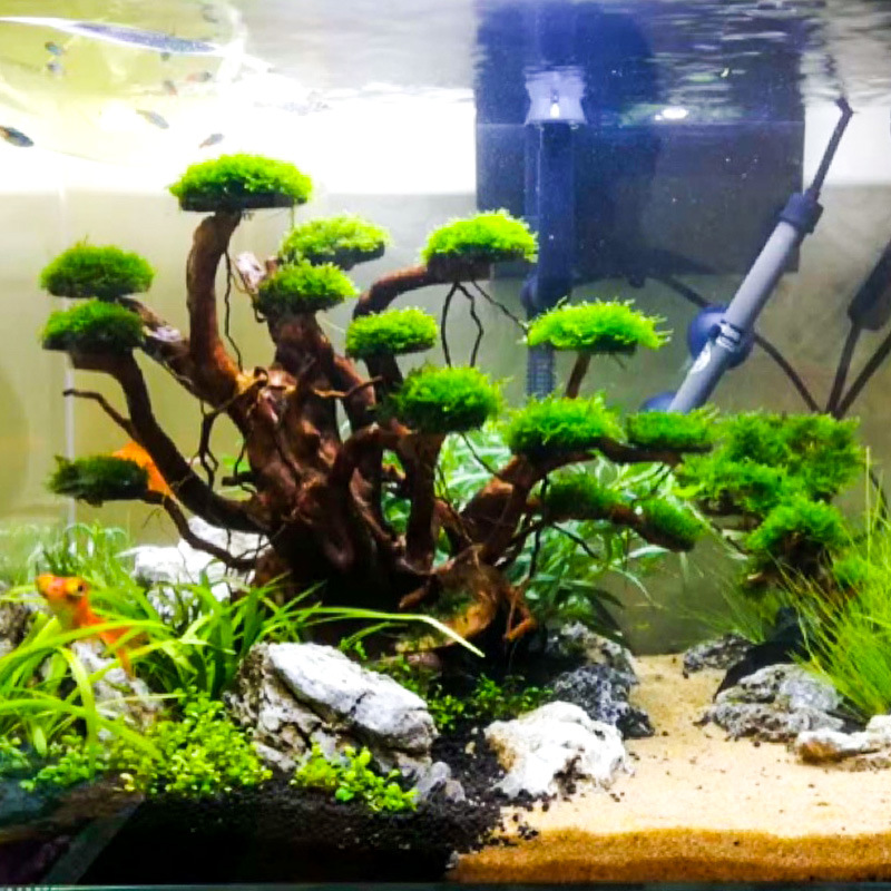 Aquarium Plant Growing - Aquarium Landscaping Moss Tree Skeleton Finished