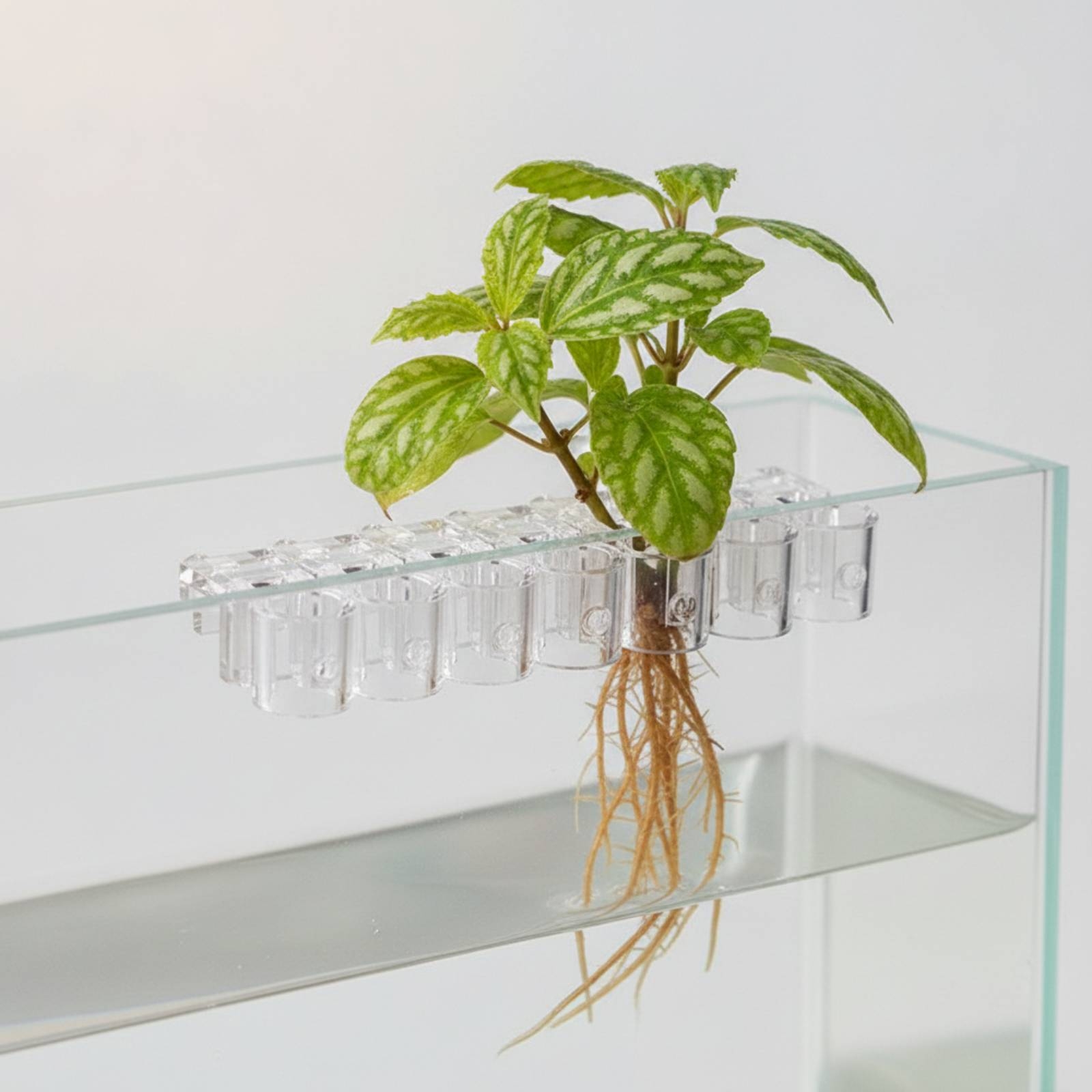 6 Pieces Aquarium Planter Clea - Aquarium Planting ulasan dan harga