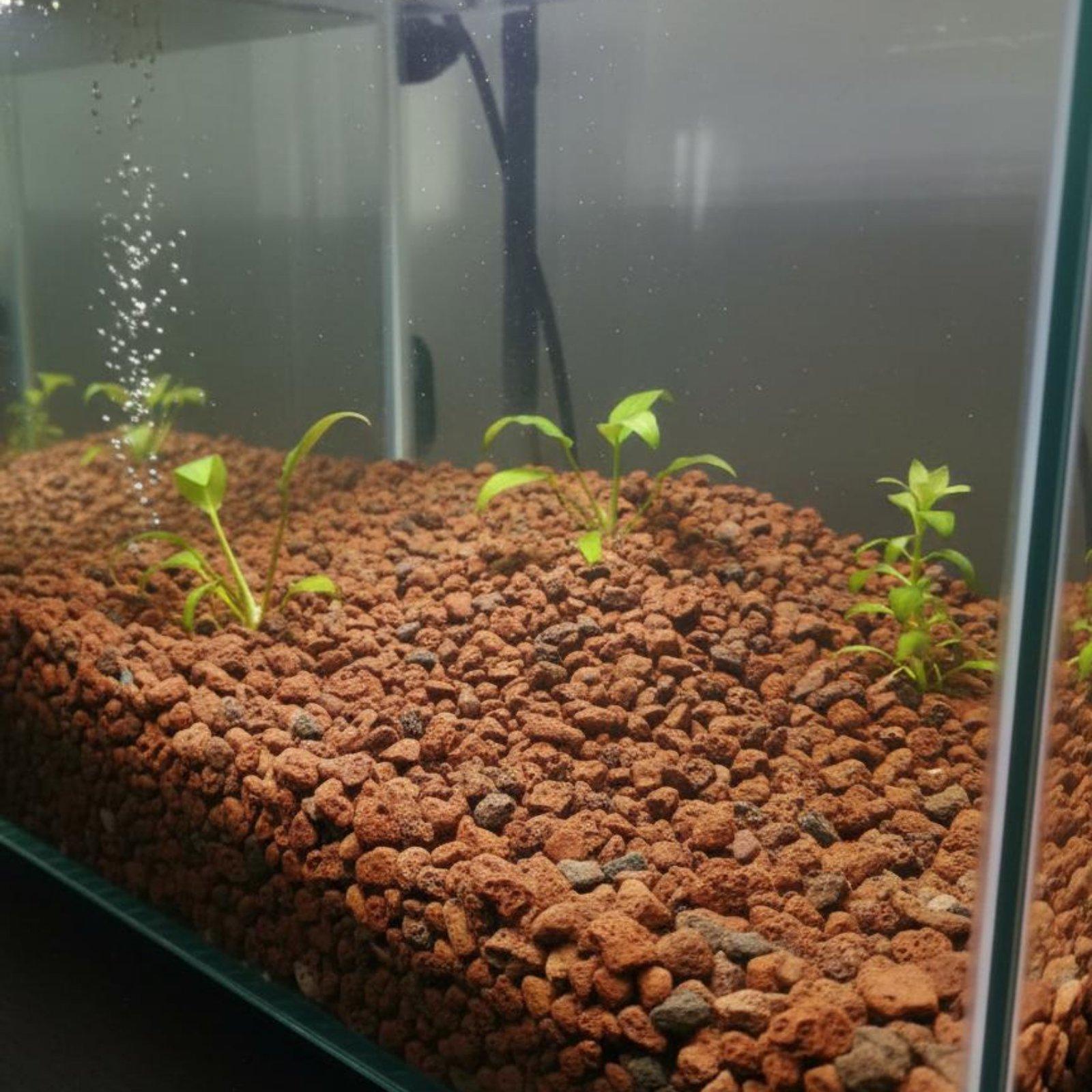 Fish Tank Lava Rock Decor Natu - Planted Aquarium Media ulasan dan harga
