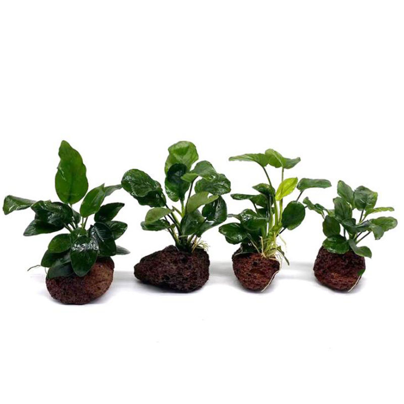 Volcanic Aquarium Decoration F - Aquarium Plant Live ulasan dan harga