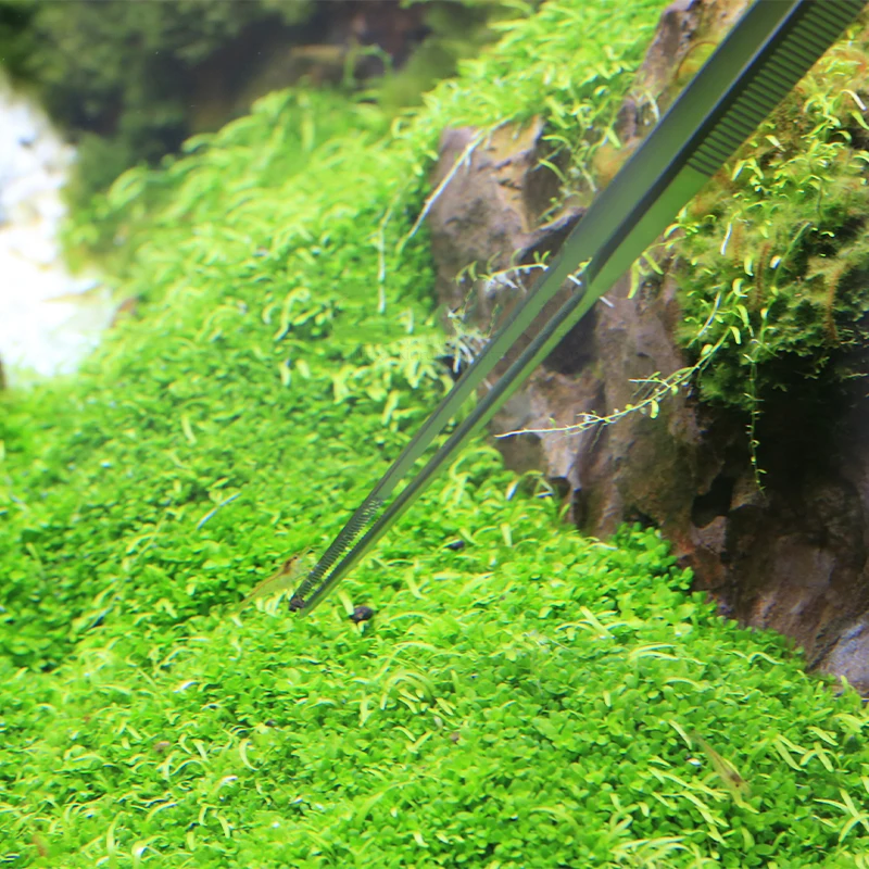 VIV ADA Quality Aquatic Pro Tw - Planted Aquarium Ada ulasan dan harga