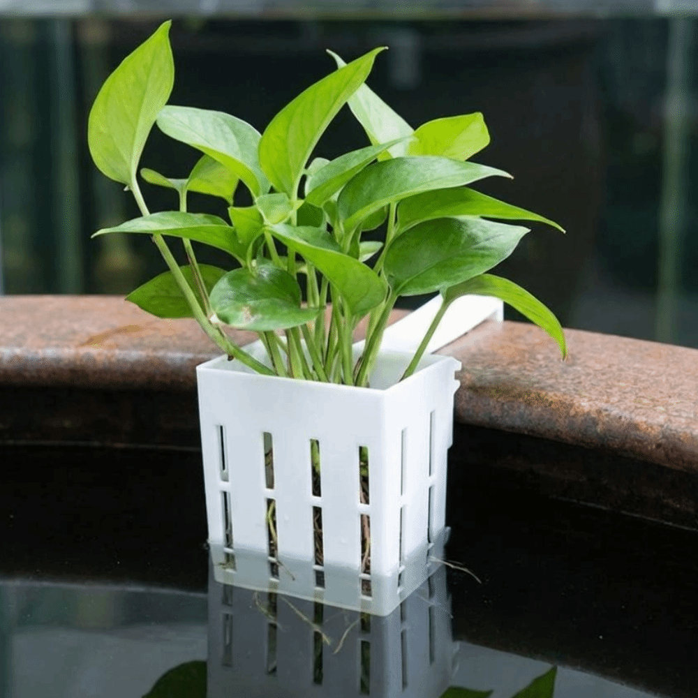 Wall-Mounted Aquarium Plant Ba - Aquarium Planted Wall ulasan dan harga
