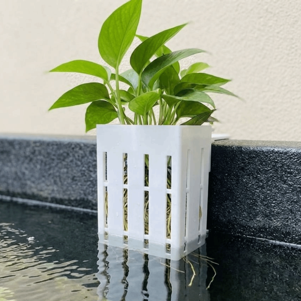 Wall-Mounted Aquarium Plant Ba - Aquarium Planted Wall ulasan dan harga