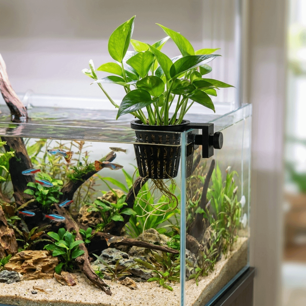 Top Hanging Aquarium Plant Hol - Aquarium Planted Wall ulasan dan harga