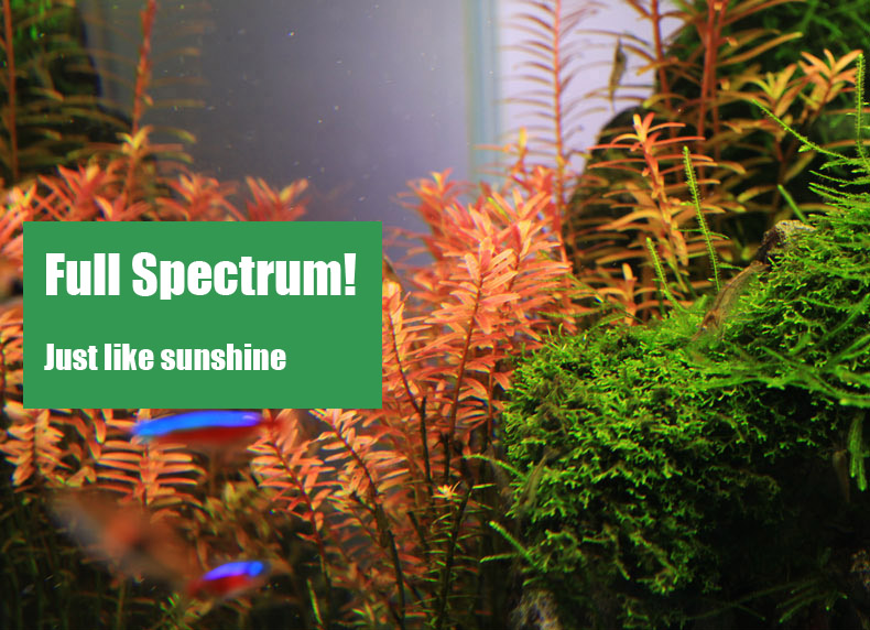 Chihiros C series ADA style Pl - Planted Aquarium Ada ulasan dan harga