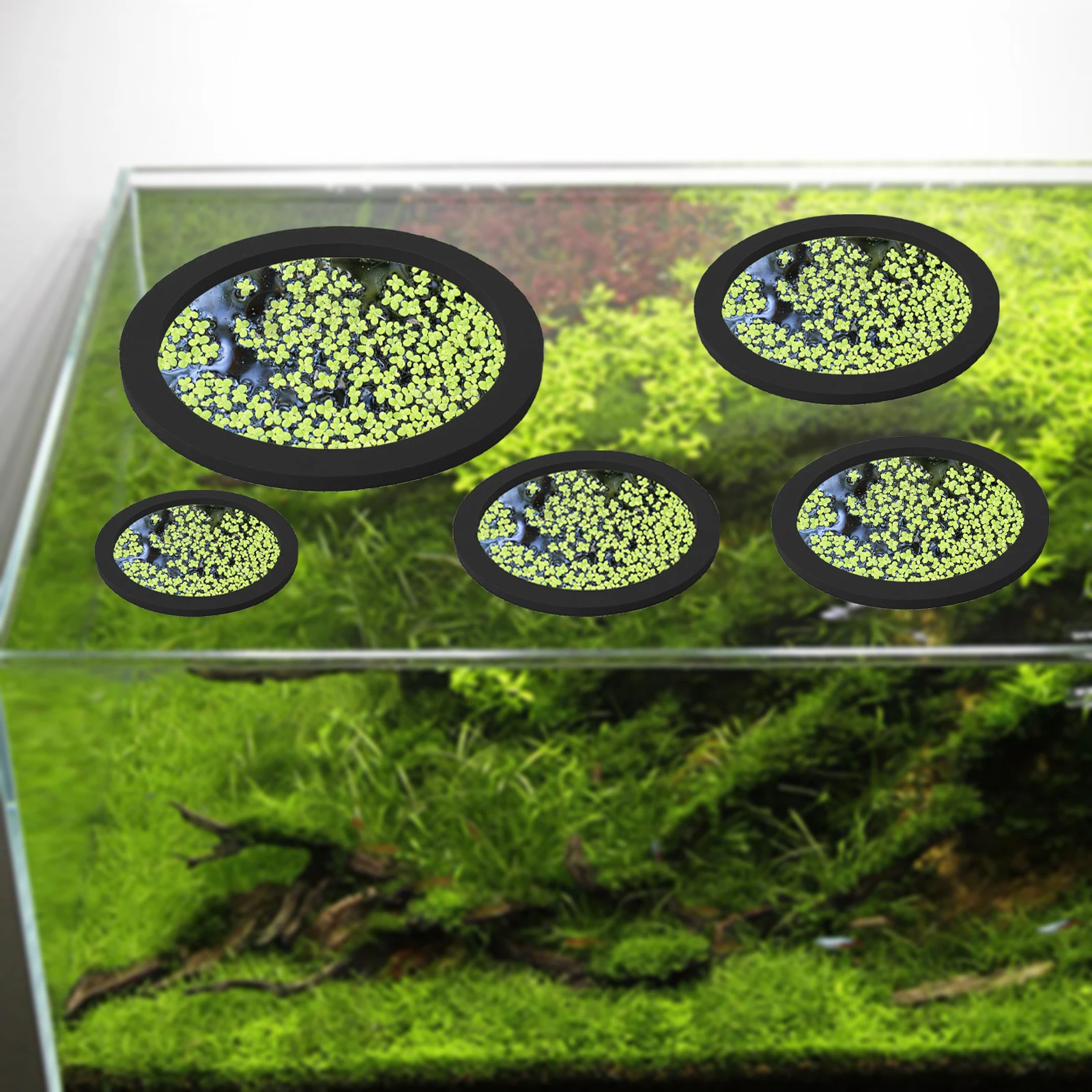 5Pcs EVA Fish Feeding Ring Aqu - Aquarium Planting ulasan dan harga