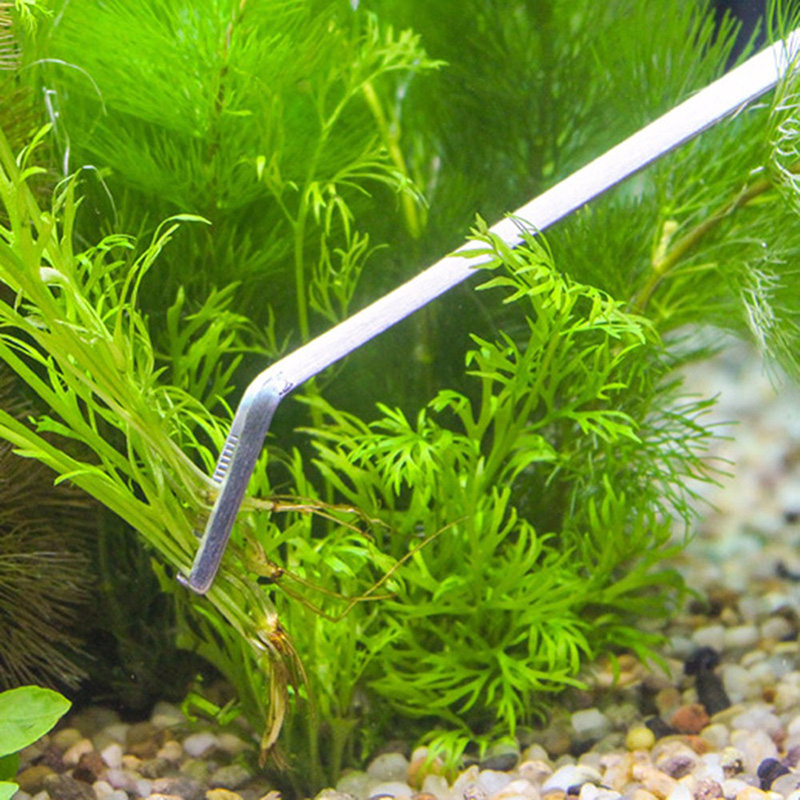 Professional Aquarium Maintena - Aquarium Plant Live ulasan dan harga