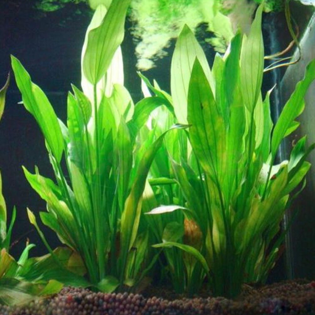 15cm Artificial Aquarium Decor - Aquarium Plant Live ulasan dan harga
