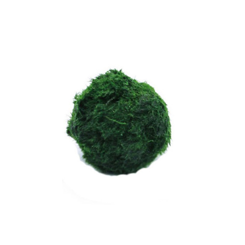 Marimo Moss Balls Live Aquariu - Aquarium Plant Live ulasan dan harga