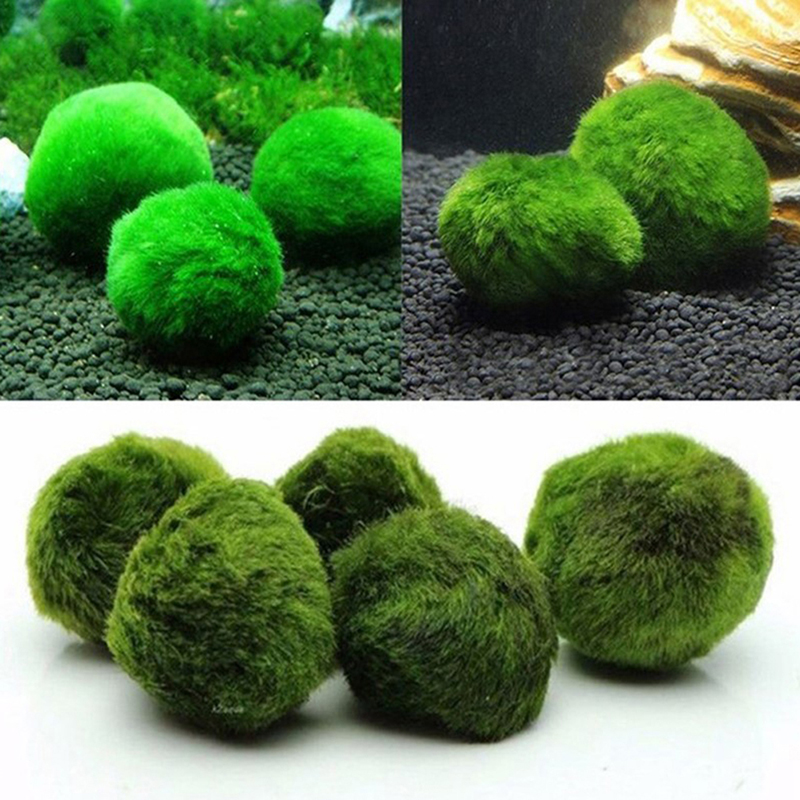 Marimo Moss Balls Live Aquariu - Aquarium Plant Live ulasan dan harga