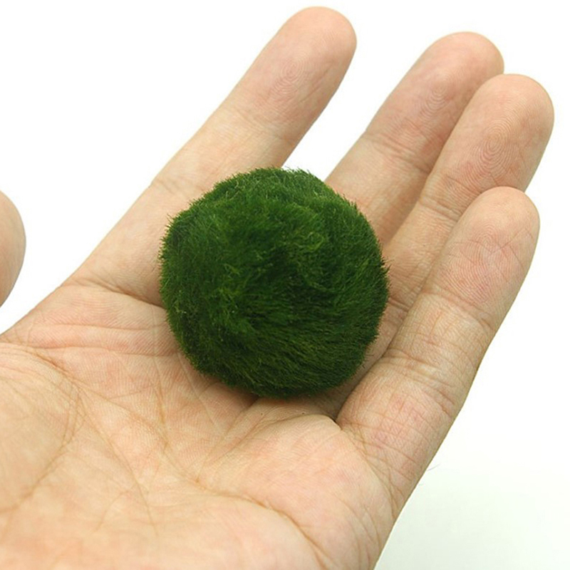 Marimo Moss Balls Live Aquariu - Aquarium Plant Live ulasan dan harga
