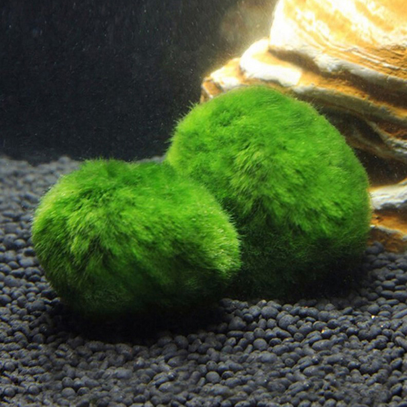 Marimo Moss Balls Live Aquariu - Aquarium Plant Live ulasan dan harga