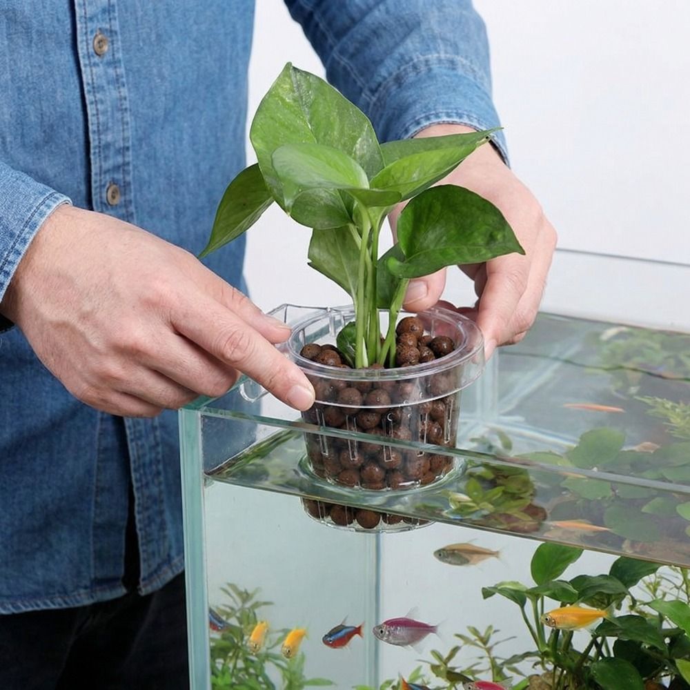 Transparent Fish Tank Grass Cu - Aquarium Planted Wall ulasan dan harga